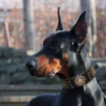 Doberman noir et brun élégant en extérieur, affichant confiance et force.