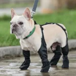 Bouledogue français curieux sous la pluie, vêtu de vêtements noirs élégants et pratiques.