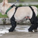 Bouledogue français en pantalon imperméable explore joyeusement un parc sous la pluie.