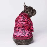 Bouledogue français stylé en veste rose vif à rayures de tigre, ambiance ludique.