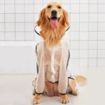 Golden retriever heureux en imperméable dans une salle de bain lumineuse et joyeuse.