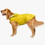 Golden retriever en imperméable jaune, prêt pour une journée pluvieuse avec le sourire.