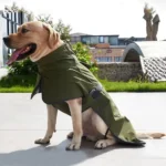 Golden retriever heureux en manteau vert olive, profitant du plein air et du confort.