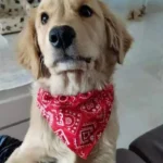 Chiot golden retriever mignon avec bandana rouge, assis dans un intérieur chaleureux.