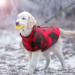 Un chiot golden retriever joyeux joue dans la neige avec une veste camouflage colorée.