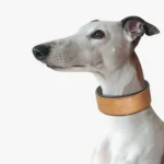 Greyhound élégant au pelage blanc avec un collier tan chic et intelligent.