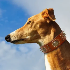 Greyhound élégant avec collier stylé sous un ciel bleu vif.