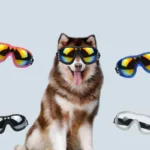 Husky joueur avec lunettes colorées sur fond bleu, un moment amusant et captivant.