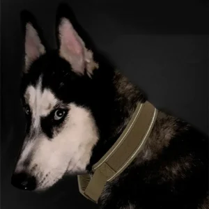 Husky sibérien noir et blanc avec un collier olive, regard captivant sur fond noir.