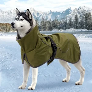 Husky sibérien en manteau vert olive dans un paysage enneigé, prêt pour laventure.