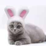 Mignon chaton gris en chapeau de lapin, adorables yeux dorés et expression curieuse.