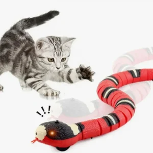 Un chaton espiègle joue avec un serpent rouge, capturant la curiosité féline.