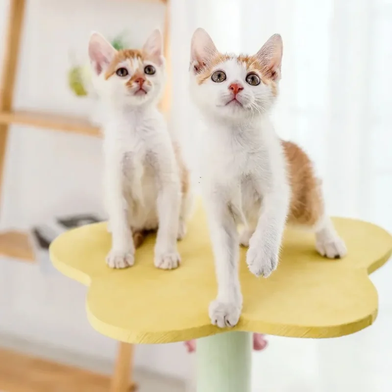 Jolis chatons blancs aux taches orange jouent sur une plateforme fleurie jaune.