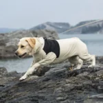 Labrador en veste noire explorant la nature, près dune eau calme et de rochers.