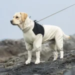 Labrador en tenue stylée explore un paysage rocheux sous un ciel gris.