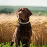 Labrador chocolat élégant dans un champ de blé doré, capturant la beauté de la nature.