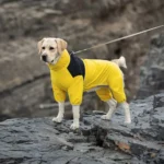 Labrador Retriever en tenue jaune, prêt pour laventure sur terrain rocheux.