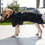 Labrador joyeux en manteau de pluie sur un patio urbain ensoleillé.