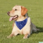 Labrador heureux avec un bandana bleu se détendant sur une pelouse verdoyante.