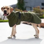 Labrador joyeux en manteau olive moderne, profitant dun cadre extérieur lumineux et stylé.