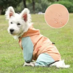 Chien fluffy en manteau stylé dans un parc verdoyant, prêt pour laventure.