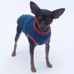 Chien Miniature Pinscher en pull bleu et rouge, curieux et plein de vie.