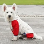 Petit chien blanc en manteau rouge dans un parc, prêt pour une promenade joyeuse.