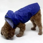 Petit chien fluffy en veste bleue, curieux et prêt pour laventure en extérieur.