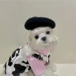 Chien Maltese mignon en costume de vache avec un beret noir, adorable et stylé.