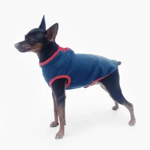 Petit chien svelte en pull bleu et rouge, affichant confiance et style.