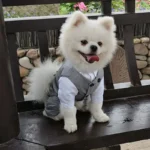 Pomeranian élégant en costume gris, assis sur un banc au milieu de fleurs colorées.