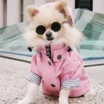 Pomeranian adorable en manteau rose avec lunettes, style moderne et charmant.