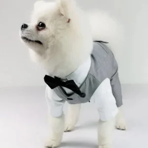 Pomeranian élégant en costume formel avec nœud papillon, un look adorable et charmant.