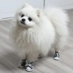 Pomeranian adorable en sneakers, joueuse et confiante sur un sol en bois clair.