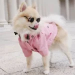 Pomeranian à la mode en veste rose et lunettes, souriant joyeusement dans un parc.