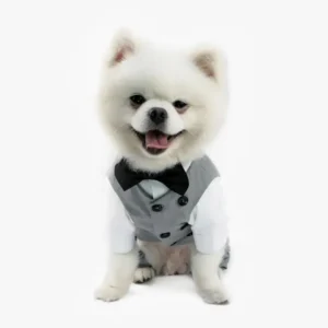 Pomeranian en tuxedo gris, souriant avec charme, prêt pour une fête élégante.