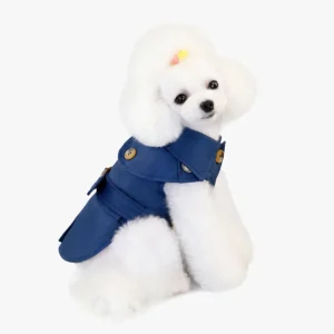 Poodle blanc élégant avec manteau bleu et accessoire jaune, charme et style irrésistibles.