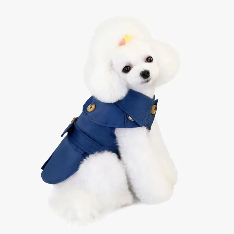 Poodle blanc élégant avec manteau bleu et accessoire jaune, charme et style irrésistibles.