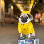 Pug mignon en manteau jaune sur un baril coloré dans un décor urbain vibrant.