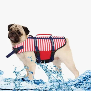 Un pug joyeux avec un gilet de sauvetage, prêt pour des aventures aquatiques.