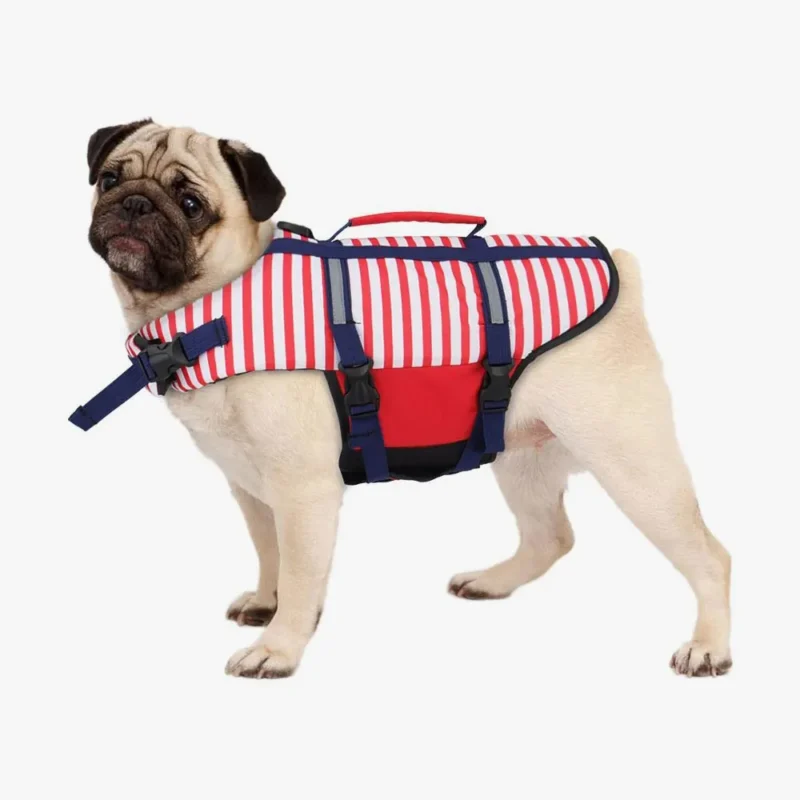 Pug adorable en gilet de sauvetage rouge et blanc, prêt pour des aventures aquatiques.