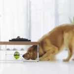 Golden retriever curieux explore un objet vert sous une table moderne baignée de lumière naturelle.