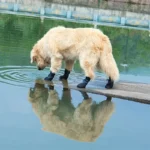 Golden retriever curieux avec bottes noires, sobserve dans leau paisible et réfléchissante.