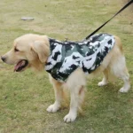 Golden retriever joyeux avec manteau camouflage, profitant dune promenade en plein air.