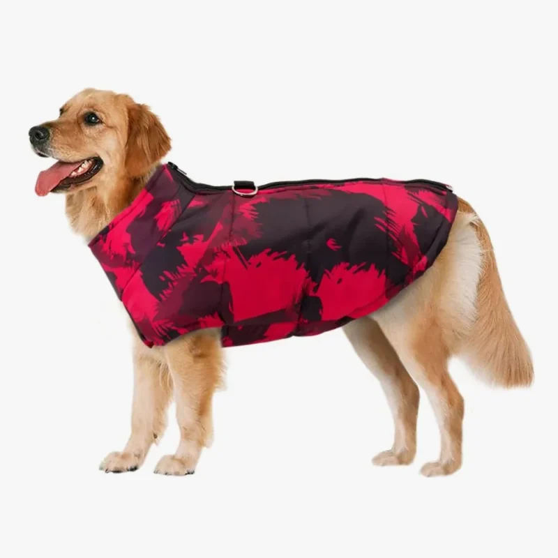 Golden retriever en manteau noir et rouge, prêt pour une promenade élégante et amusante.