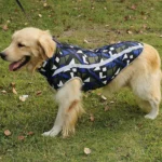 Golden retriever joyeux en manteau géométrique coloré dans un parc dautomne.