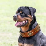 Rottweiler confiant avec collier en cuir dans un environnement naturel serein.