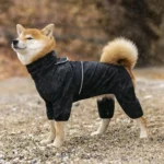 Shiba Inu élégant en manteau noir moderne, prêt pour laventure en plein air.