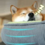 Un Shiba Inu endormi paisiblement dans un lit confortable, créant une atmosphère chaleureuse.