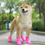 Shiba Inu joyeux avec bottes roses sur un chemin en pleine nature.